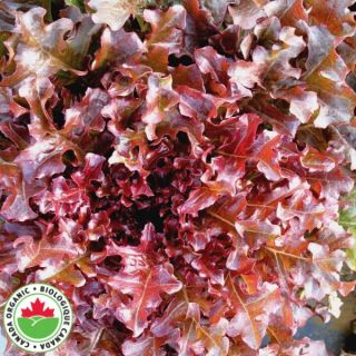 Red Coral Organic Lettuce Thumbnail